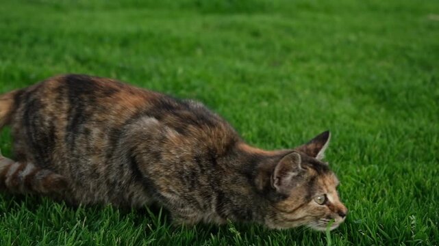 A solitary tabby cat enjoys itself, leaping and pouncing playfully in the grass, all captured in graceful slow motion.