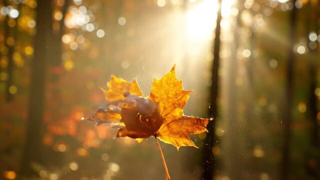 Golden Autumn Maple Leaf in Sunbeams, Fall Foliage Nature Scene