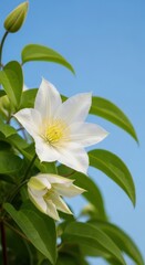 Fototapeta premium Elegant White Clematis Flowers Blooming Against a Clear Blue Sky.