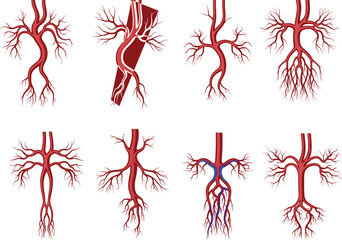 Detailed medical illustration of human blood vessels and artery branching structures, anatomical vascular system diagram for healthcare education and scientific reference © Md