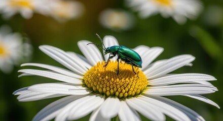 Obraz premium Emerald Green Beetle on Daisy Flower in Summer Garden.