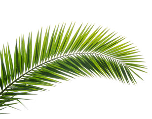 Obraz premium A single green palm tree frond against a clean white background, showcasing detailed foliage and natural texture, ideal for nature-themed designs.