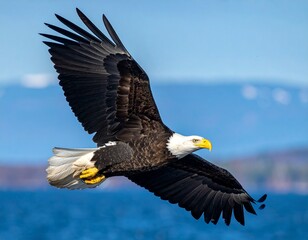 Obraz premium A majestic bird of prey soars with outstretched wings against a blurred sea and sky background