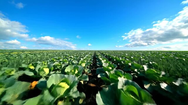 A vibrant cinematic journey through endless rows of healthy green cabbage fields stretching towards the horizon under a brilliant azure sky with