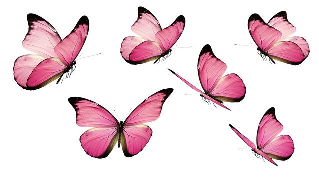 Multiple vibrant pink butterflies flying isolated on white background