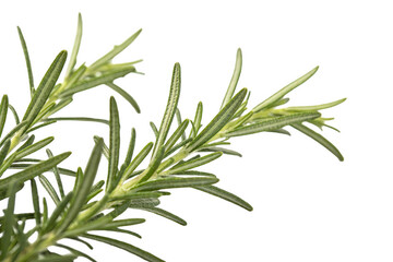 Fototapeta premium Close-up of fresh green rosemary herb sprigs with delicate leaves, showcasing the plant's aromatic foliage and culinary potential, isolated on white background.
