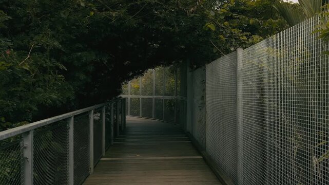 An Empty natural Pathway Tunnel on the edge of Upper Seletar Reservoir in Mandai Boardwalk, Singapore.