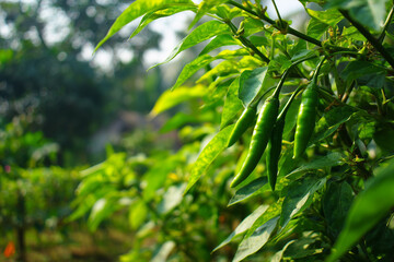 Obraz premium Green chili plants with abundant, hanging fruit and fresh, healthy leaves.