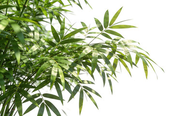 Obraz premium Close-up of vibrant green bamboo leaves against a white background, showcasing natural light and detailed foliage texture, ideal for botanical or nature-themed projects.