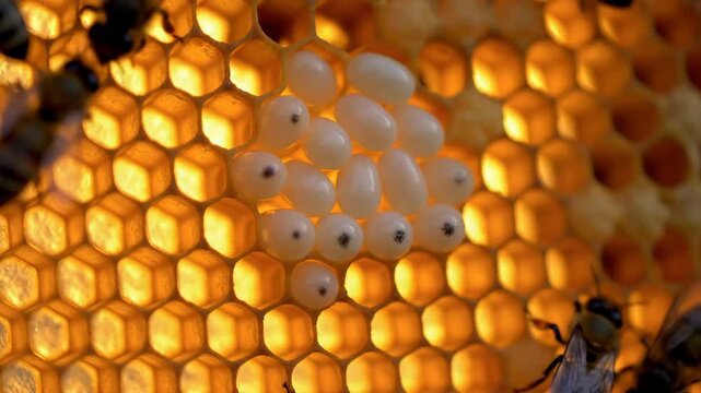 Close-up view of a honeycomb with bee eggs and worker bees.