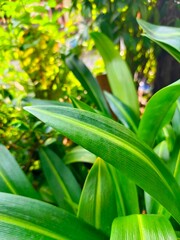 Obraz premium Close-up shot of Fresh Green Leaves with Bright Sunlight and Bokeh Background