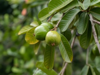 Fresh green guavas on tree branch with leaves
