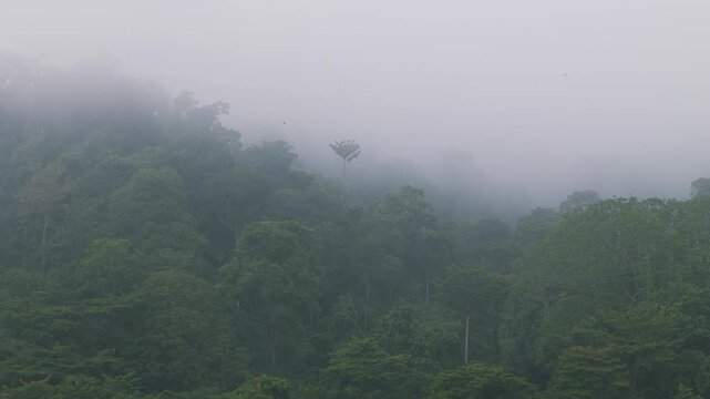 Wide aerial drone footage pulling away from a dense tropical forest covered in heavy fog, revealing a single tall tree rising above the canopy, creating a minimalist, and symbolic natural scene.