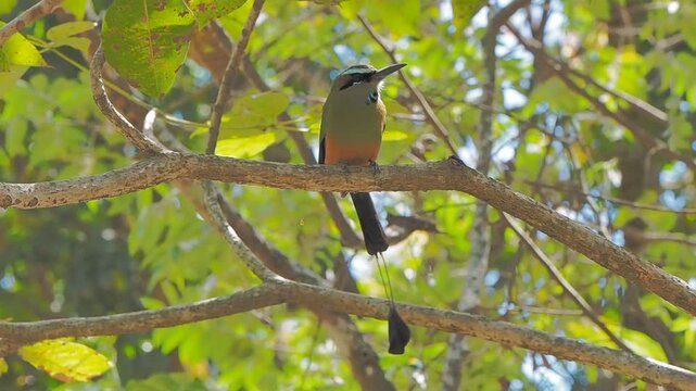 ​中米の国鳥　尻尾を振るアオマユハチクイモドキ (Torogoz) - 自然動物の美