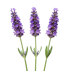 Obraz premium Three lavender flowers isolated on transparent background