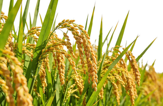 Lush green paddy field with ripe golden rice ears, showcasing agricultural harvest and natural beauty of crop cultivation. Ideal for rural and farming themes.