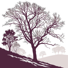 Winter silhouette of a lone tree