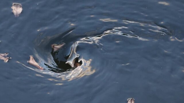 Close Up of Dark Water Vortex Swirling with Floating Leaves