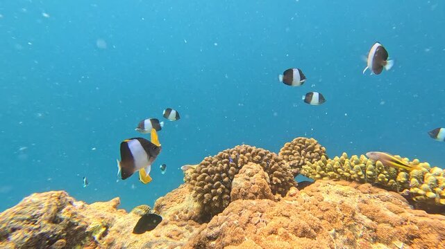 Underwater scuba diving snorkel snorkelling in the maldives ukulhas coral reef tropical corals fish
