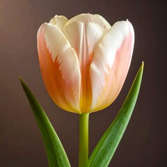 Elegant tulip blossom with peach blush edges on cream petals, framed by green leaves against a hazy brown backdrop