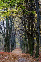 Fototapeta premium Trees line a path in a forest during fall with leaves and branches