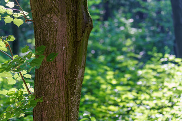 Fototapeta premium Sunlight shines through trees in a forest, highlighting green leaves and a tree trunk