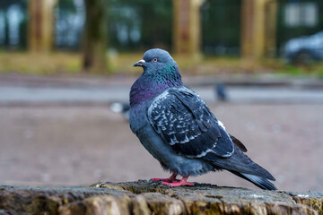 Pigeon standing on a wooden log in a park during the day near trees and vehicles
