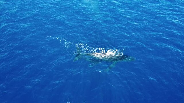 Humpback whales in clear blue water from a drone, looking down