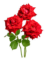 Photo of eisvogel rose  taken with a high-resolution camera using the focus-stacking technique on a white background.