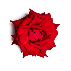 Photo of eisvogel rose  taken with a high-resolution camera using the focus-stacking technique on a white background.