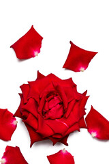 Photo of eisvogel rose  taken with a high-resolution camera using the focus-stacking technique on a white background.