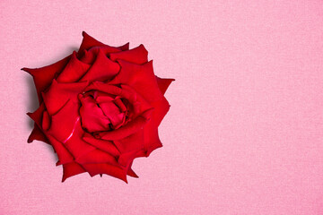 photo of red rose with pink background  taken with a high-resolution camera using the focus-stacking technique on a white background.
