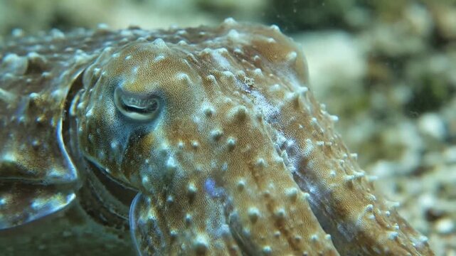 Close-up of a cuttlefish underwater with textured skin and large eye.