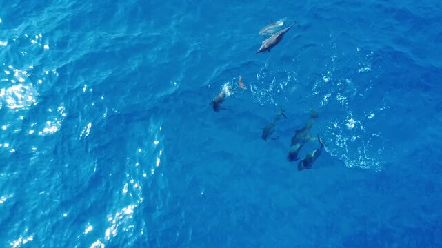 Pod of dolphins swimming through blue ocean from a drone perspective