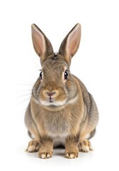 Obraz premium Rabbit isolated on white background. Zodiac animal associated with gentleness and good fortune.
