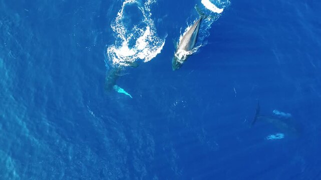 Humpback whales in clear blue water from a drone, looking down