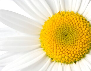 Macro photo of a white daisy with a vibrant yellow center, part of the petals visible