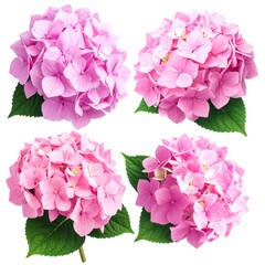 Four pink hydrangea blooms with lush green leaves on a clean white background, showcasing delicate floral beauty
