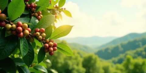 Fototapeta premium Sunlit Coffee Plant Branch with Ripe Berries Against a Lush Green Mountain Landscape