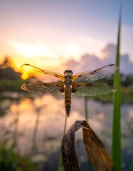Dragonfly poised on dried leaf, wings spread against sunset reflection in water and grass