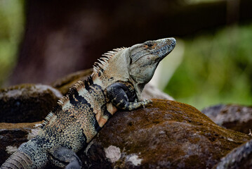 Fototapeta premium iguana on a rock