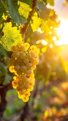 Golden grapes hang, sunlight streaming through vineyard foliage, creating a warm, inviting, and natural vista