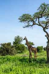 Ngorongoro is home to numerous wild animals, including giraffes.