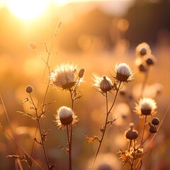 Golden hour illuminates thistles in a field, with soft focus, creating a dreamy and serene atmosphere