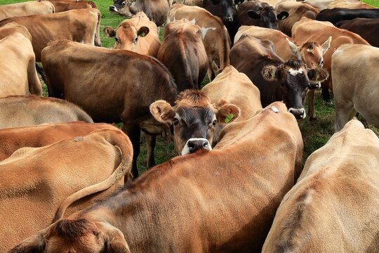 Herd of New Zealand jersey heifers looking happy.