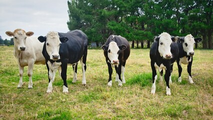 Fototapeta premium Black And White Head Hereford Cattle