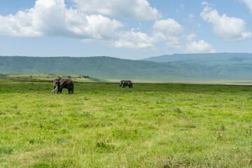 Ngorongoro is an extinct volcanic crater that is home to a vast number of wild animals. © sayrhkdsu