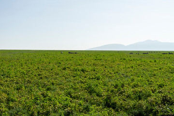 Ngorongoro is an extinct volcanic crater that is home to a vast number of wild animals. © sayrhkdsu