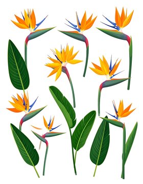 Colorful botanical illustration featuring bird-of-paradise flowers and leaves