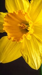 Close up shows the textures of a bright daffodil with orange corona on a dark background